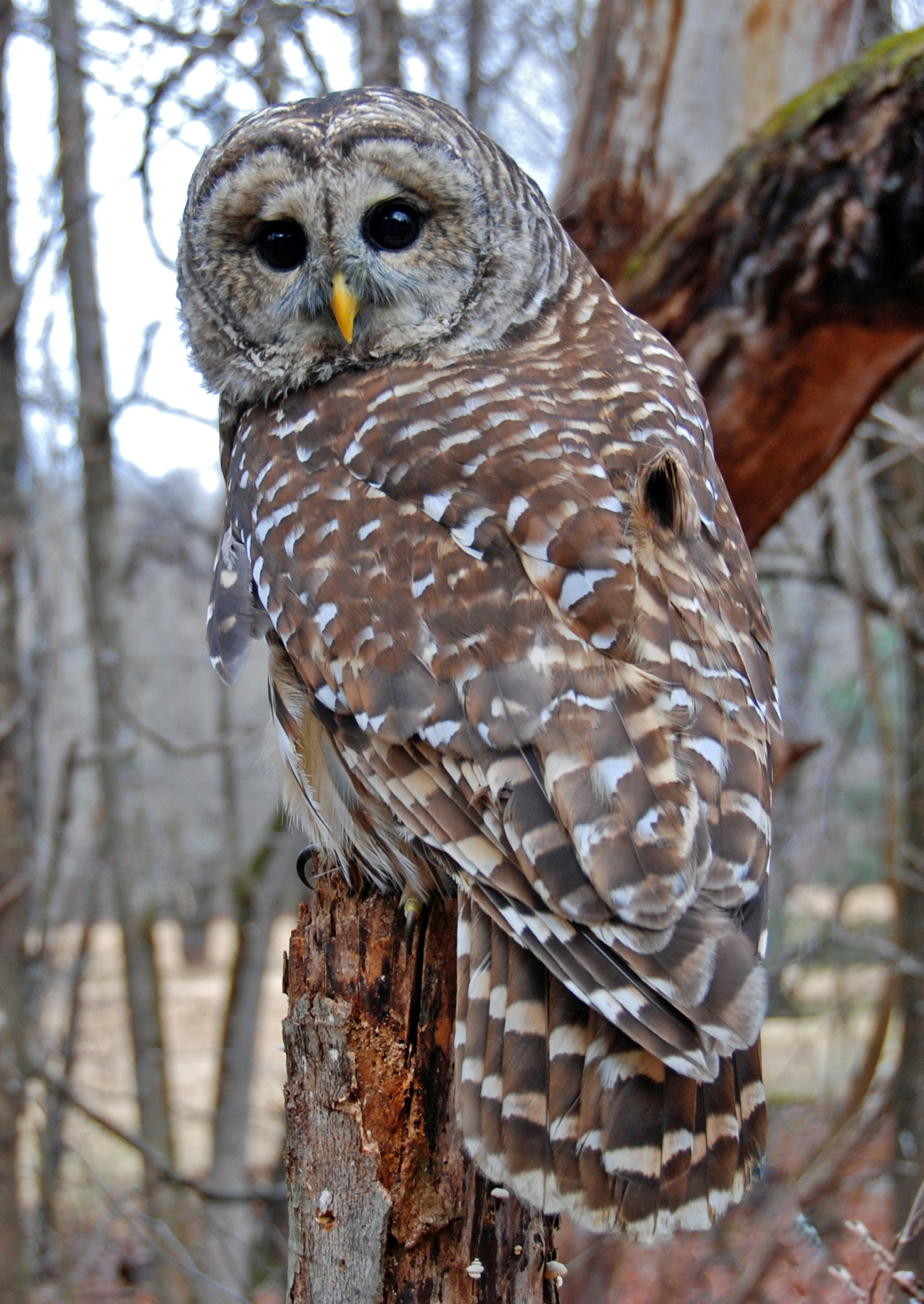 barred owl