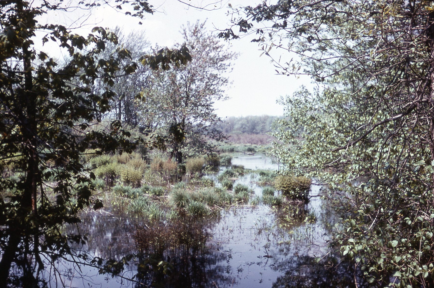 Hockomock Swamp image