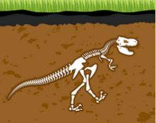 fossils