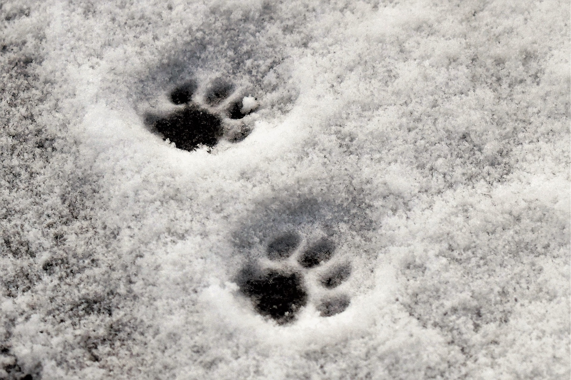 animal tracks