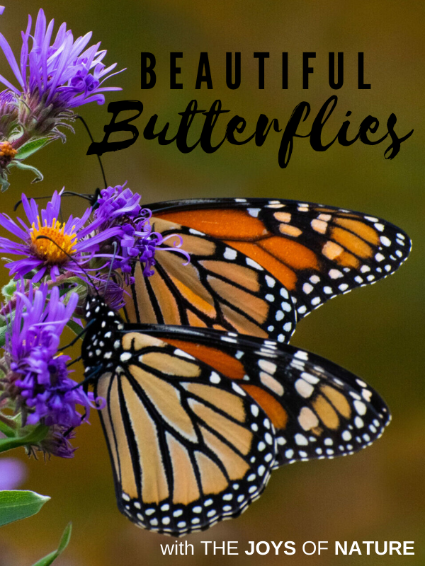 two monarch butterflies with a purple flower and text that reads beautiful butterflies