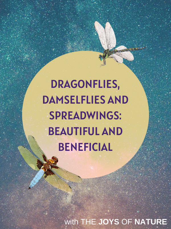 two dragonflies with text that reads Dragonflies, Damselflies and Spreadwings: Beautiful and Beneficial