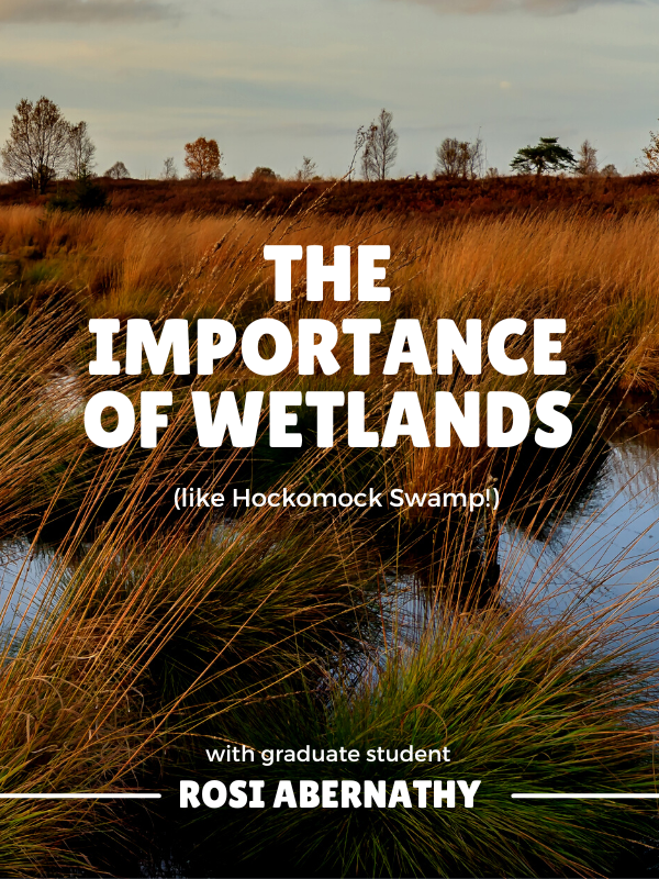 wetlands image with text that reads the importance of wetlands (like hockomock swamp!) with graduate student Rosi Abernathy