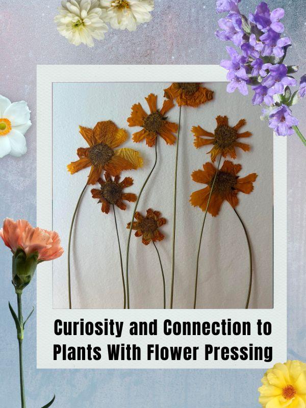 Flowers and a polaroid of dried flowers with text that reads: Curiosity and Connection to Plants With Flower Pressing