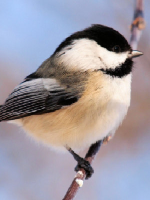 chickadee