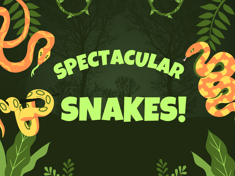 Snakes