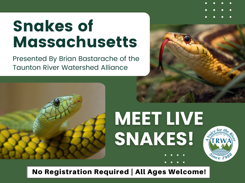 image of snakes. text reads snakes of massachusetts. with logo of TRWA. Presented by Brian Bastarache of the Taunton River Watershed Alliance. Meet Live Snakes. No registration Required. all ages welcome