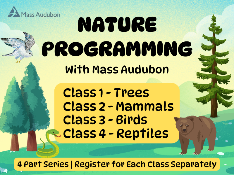 image of landscape with tress, snake, bear, and bird. Text reads Nature Programming with Mass Audubon. Class 1 Trees Class 2 Mammals Class 3 Birds Class 4 Reptiles. 4 Part Series. Register for each class separately. 